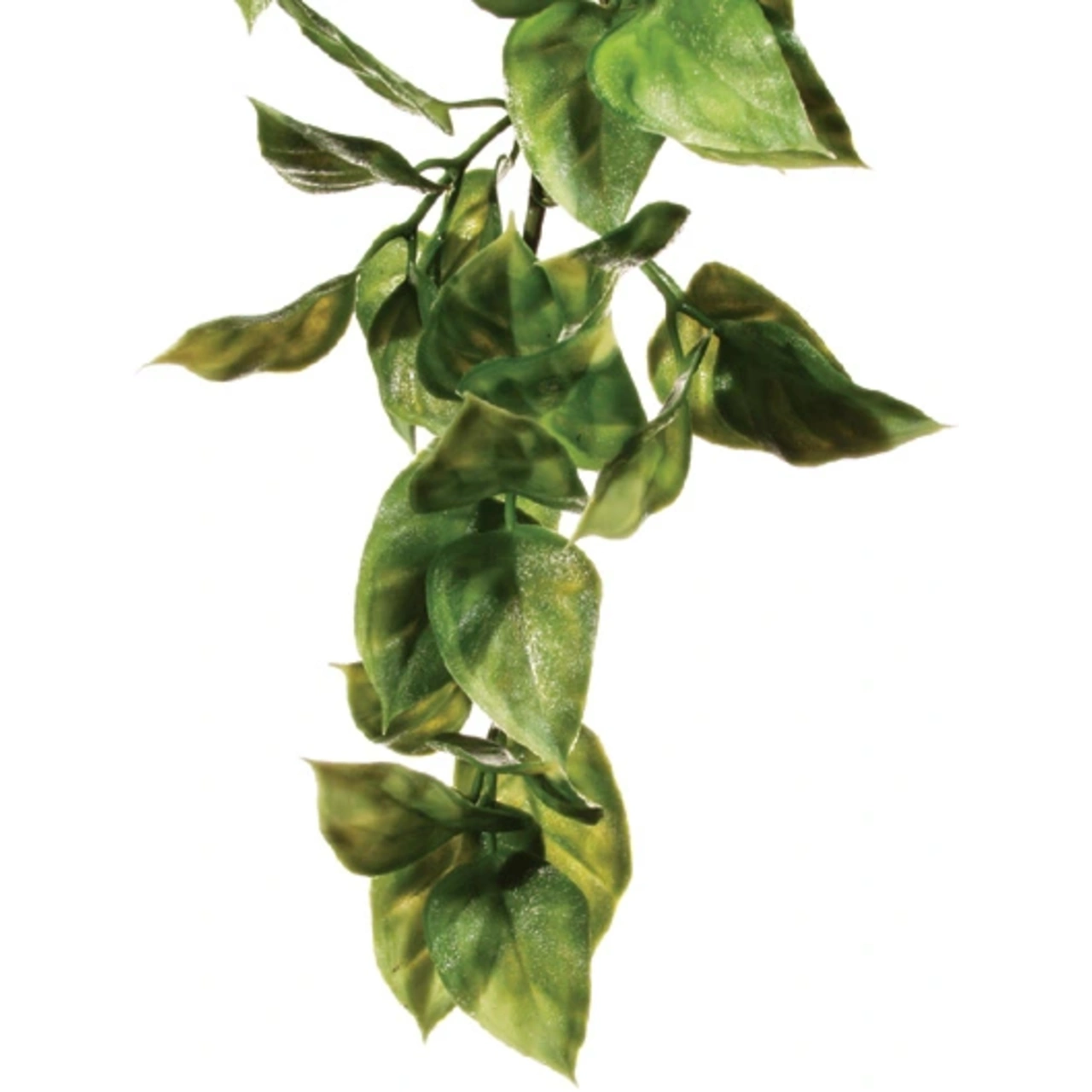 Exo Terra Amapallo medium
